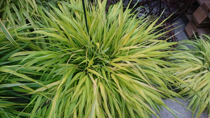 Hakonechloa macra 'All Gold' Ainuroog